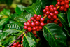 coffee berries 