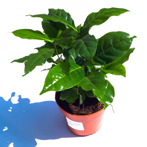  Coffea arabica coffee plant ↑ 15-25cm - Ø 12cm