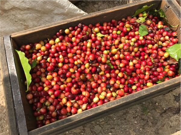 Jamaican Blue Mountain №1 - Fresh coffee beans - 100g