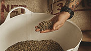 Unroasted coffee beans